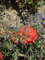 Castilleja mendocinensis