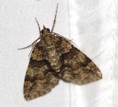 Polyclysta hypogrammata