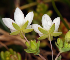 Sabulina californica