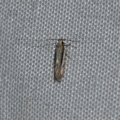 White-edged Coleotechnites Moth photo 4
