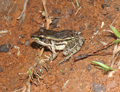 Lithobates lenca