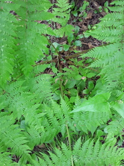 Dryopteris expansa