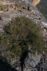 Hemigenia cuneifolia