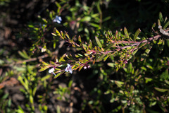 Hemigenia cuneifolia