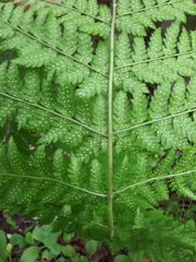 Dryopteris expansa