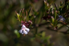 Hemigenia cuneifolia