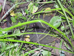 Hypopachus guancasco