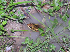 Lithobates lenca