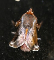 Doratifera stenora