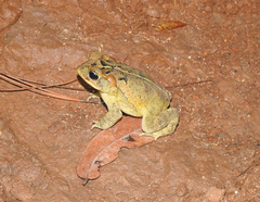 Incilius porteri
