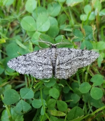 Hypomecis umbrosaria