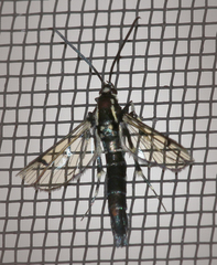 Synanthedon pictipes