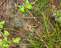 Lithobates lenca