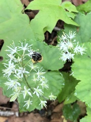 Andrena milwaukeensis