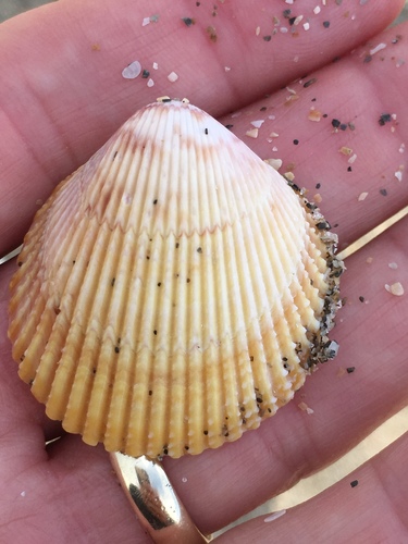 Dallocardia muricata