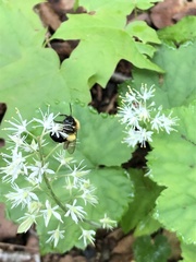 Andrena milwaukeensis
