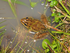 Lithobates lenca