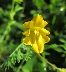 Hypecoum procumbens