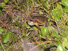 Incilius porteri