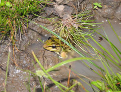 Lithobates lenca