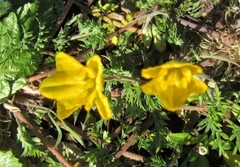 Hypecoum procumbens