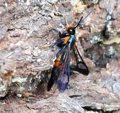 Synanthedon culiciformis