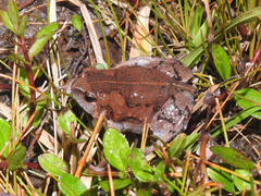 Hypopachus guancasco