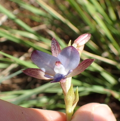 Eulophia zeyheriana