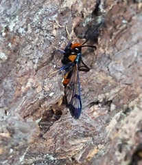 Synanthedon culiciformis