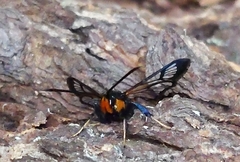 Synanthedon culiciformis