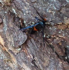 Synanthedon culiciformis