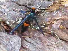 Synanthedon culiciformis