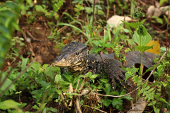 Varanus salvator salvator
