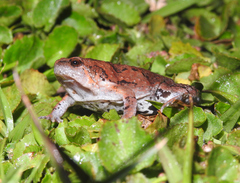 Hypopachus guancasco