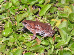 Hypopachus guancasco