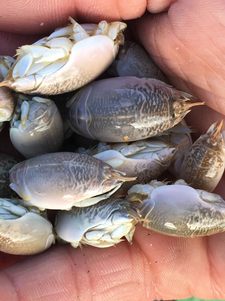 Atlantic sand crab