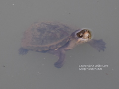 Kinosternon hirtipes