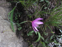 Hesperantha grandiflora