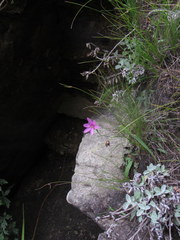 Hesperantha grandiflora