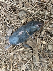 Blarina brevicauda