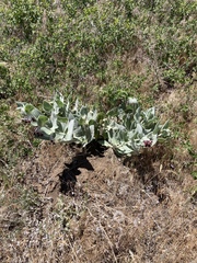 Asclepias californica californica