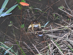 Incilius porteri