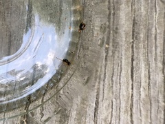 Zapatella quercusphellos