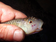 Nocomis leptocephalus