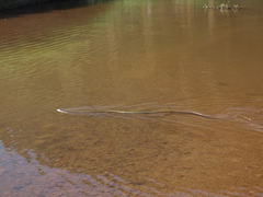 Pseudechis australis