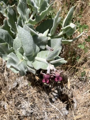 Asclepias californica californica