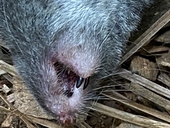 Blarina brevicauda