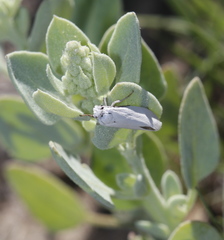 Tegeticula yuccasella