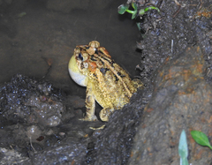 Incilius porteri