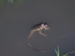 Lithobates lenca